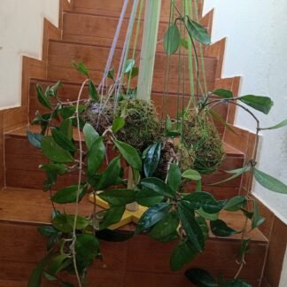 Flor de cera