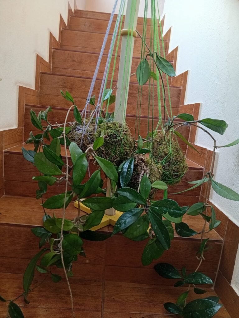 Flor de cera